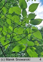 Clerodendrum trichotomum (szczęślin trójdzielny)