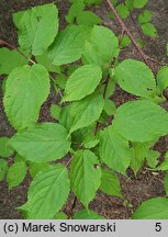 Stachyurus praecox (stachiurek wczesny)