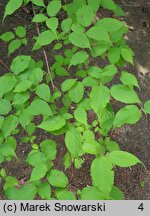 Stachyurus praecox (stachiurek wczesny)