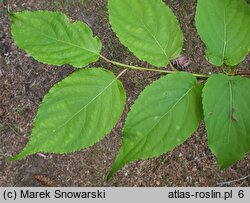 Stachyurus praecox (stachiurek wczesny)