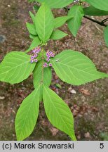 Callicarpa dichotoma (pięknotka rozwidlona)