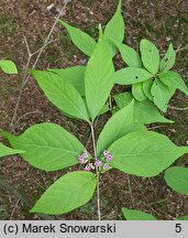 Callicarpa dichotoma (pięknotka rozwidlona)