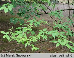 Callicarpa dichotoma (pięknotka rozwidlona)