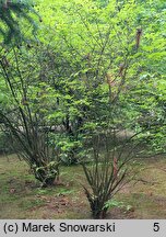 Callicarpa dichotoma (pięknotka rozwidlona)