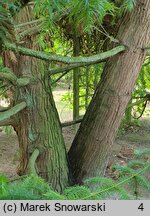 Cunninghamia lanceolata (kaningamia chińska)