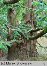 Cunninghamia lanceolata (kaningamia chińska)