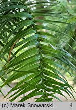 Cunninghamia lanceolata (kaningamia chińska)