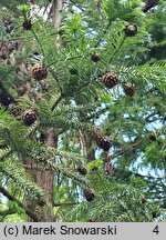 Cunninghamia lanceolata (kaningamia chińska)