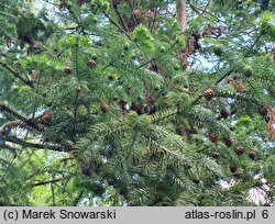 Cunninghamia lanceolata (kaningamia chińska)