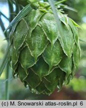 Cunninghamia lanceolata (kaningamia chińska)