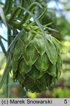 Cunninghamia lanceolata (kaningamia chińska)