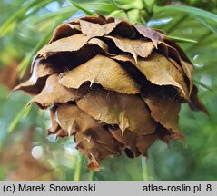 Cunninghamia lanceolata (kaningamia chińska)