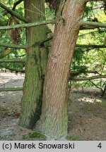 Cunninghamia lanceolata (kaningamia chińska)