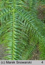 Cunninghamia lanceolata (kaningamia chińska)