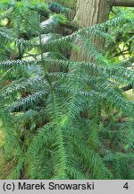 Cunninghamia lanceolata (kaningamia chińska)