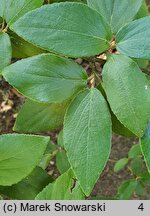 Viburnum ×carlcephalum (kalina angielska)