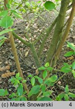 Viburnum ×carlcephalum (kalina angielska)