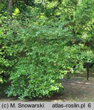 Viburnum ×carlcephalum (kalina angielska)