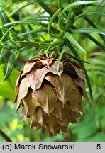 Cunninghamia lanceolata (kaningamia chińska)