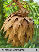 Cunninghamia lanceolata (kaningamia chińska)