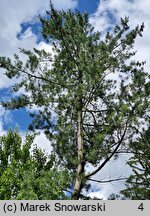 Pinus flexilis (sosna giętka)