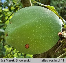 Chaenomeles cathayensis var. wilsonii (pigwowiec katajski odm. Wilsona)