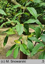 Chaenomeles cathayensis var. wilsonii (pigwowiec katajski odm. Wilsona)