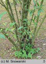 Chaenomeles cathayensis var. wilsonii (pigwowiec katajski odm. Wilsona)