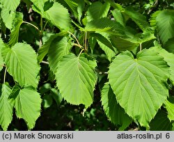 Davidia involucrata (dawidia chińska)