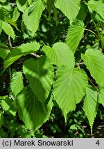 Davidia involucrata (dawidia chińska)