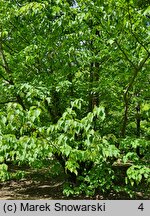 Davidia involucrata (dawidia chińska)