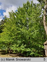 Davidia involucrata (dawidia chińska)