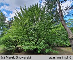 Davidia involucrata (dawidia chińska)