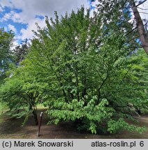 Davidia involucrata (dawidia chińska)