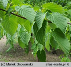 Davidia involucrata (dawidia chińska)