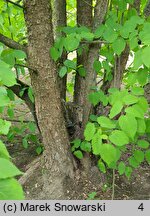 Davidia involucrata (dawidia chińska)