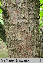 Davidia involucrata (dawidia chińska)