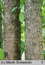 Davidia involucrata (dawidia chińska)