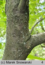 Davidia involucrata (dawidia chińska)