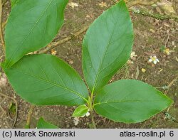 Stewartia sinensis (stewarcja chińska)