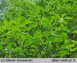 Stewartia sinensis (stewarcja chińska)