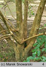 Stewartia sinensis (stewarcja chińska)