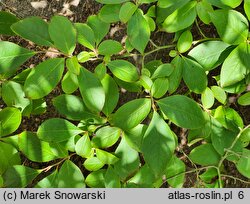 Stewartia rostrata (stewarcja dzióbkowata)