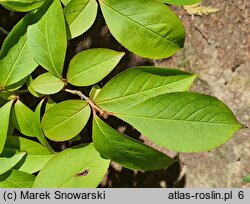 Stewartia rostrata (stewarcja dzióbkowata)