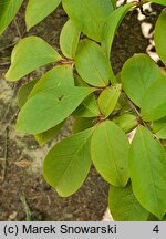 Stewartia rostrata (stewarcja dzióbkowata)