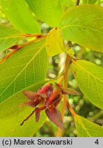 Stewartia rostrata (stewarcja dzióbkowata)