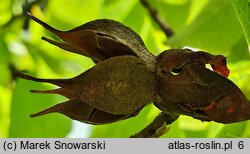 Stewartia rostrata (stewarcja dzióbkowata)