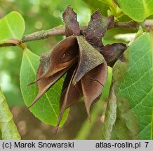 Stewartia rostrata (stewarcja dzióbkowata)