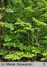 Stewartia rostrata (stewarcja dzióbkowata)