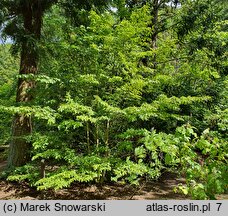 Stewartia rostrata (stewarcja dzióbkowata)